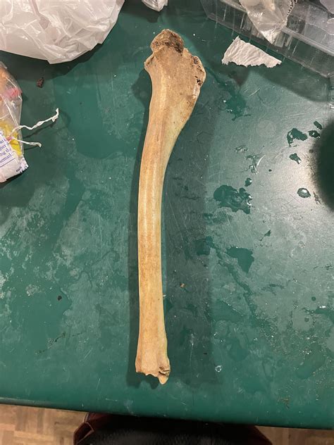 What is this bone, found in the woods of WV. : r/whatisthisbone