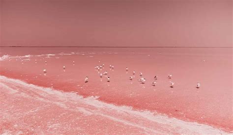 amazing pink lakes   world