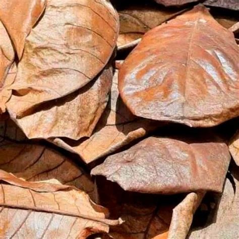 jual daun ketapang kering shopee indonesia