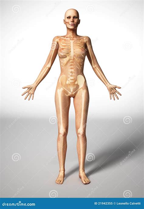 anatomy naked woman body  bone skeleton stock illustration