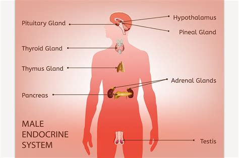 Male Endocrine System ~ Illustrations ~ Creative Market