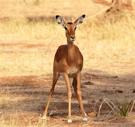 premium photo impala