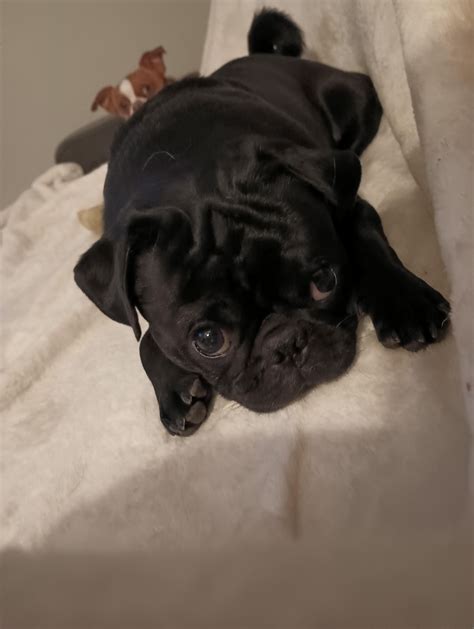 Cashew is mean muggin me in the background.... : r/pug