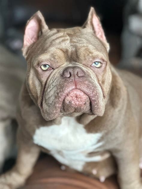 rise  exotic bully dogs meet  teeny tiny sibling   xl