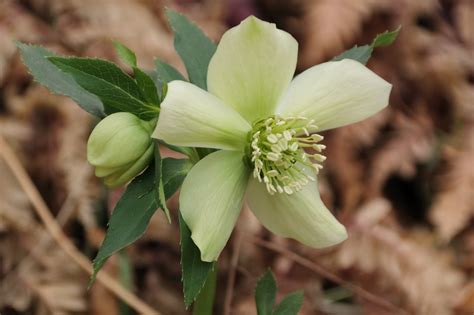 Hellebore Flowers Garden - Free photo on Pixabay - Pixabay