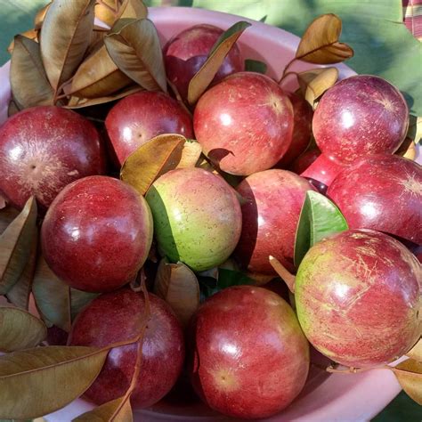 how to say apple in spanish 10