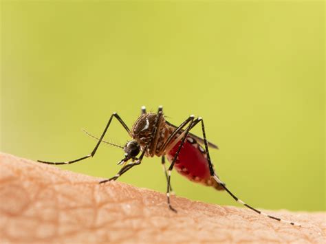 5 Ways to Get Rid of Mosquito Bites Quickly, According to Doctors | SELF