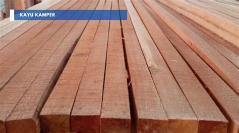 perbedaan kayu meranti  kayu kamper ternyata