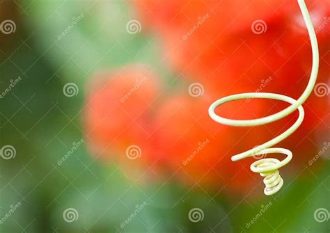 coiled stock image image  close coiled passion flower