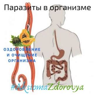 Программы очищения организма от паразитов - сок бальзам Алатоо ...