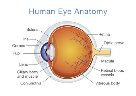 Structure and Function of the Human Eye
