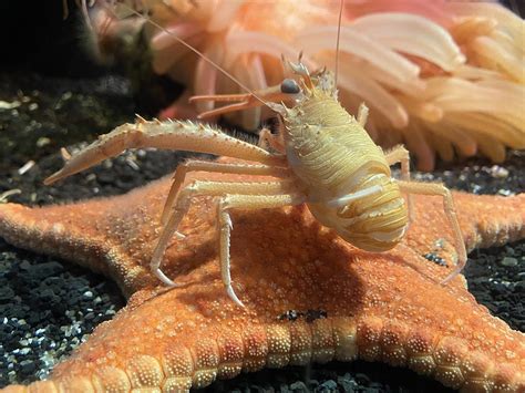 Shrimp Deep Sea Creatures - Free photo on Pixabay - Pixabay