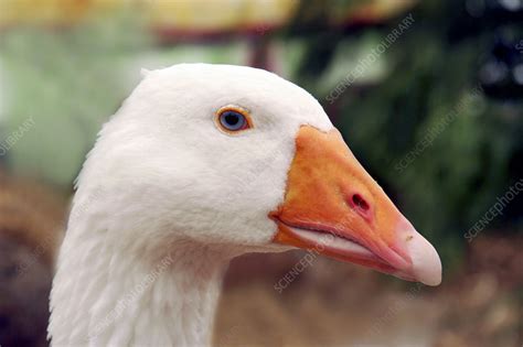 domesticated goose stock image  science photo library