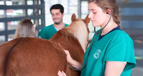 Melhor Faculdade De Medicina Veterinaria Particular