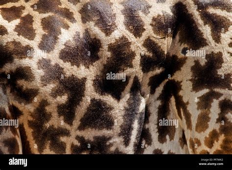 coat pattern variations     species  giraffe