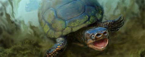 pig snouted turtle discovered attheu