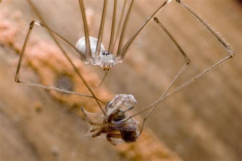 Deadly Cellar Spider. : spiderbro