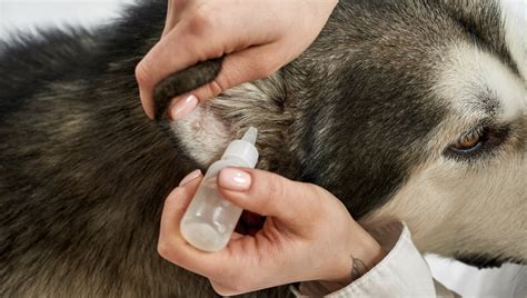how to put ear drops in ear