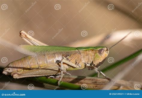 close    brown cricket hiding  dead grass stock image