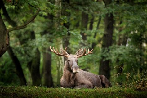 Wild Animals in Germany: The Beasts are Back! - funkyGERMANY