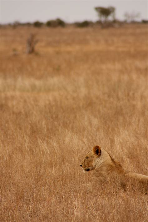 1125x2001 wallpaper | brown lioness | Peakpx