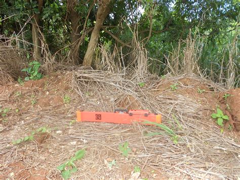 Fotos do experimento com cana-de-açúcar do projeto em rede de