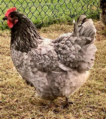 Blue Australorp Pullets | SeaBreeze Hens