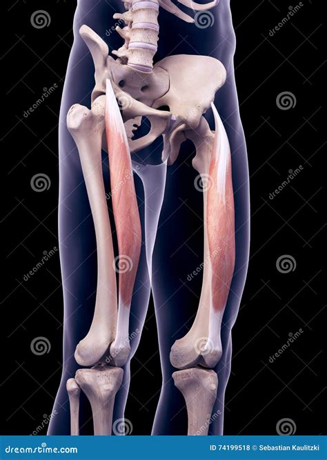 The rectus femoris stock illustration. Illustration of medial - 74199518