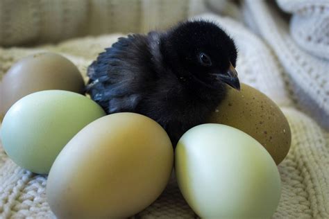 Olive Egger eggs ( 1st-3rd generation eggs) - Cackle Hatchery