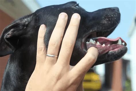 how to treat lip fold dermatitis in dogs