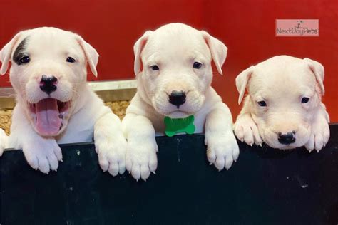 sugar dogo argentino puppy  sale  fort lauderdale florida