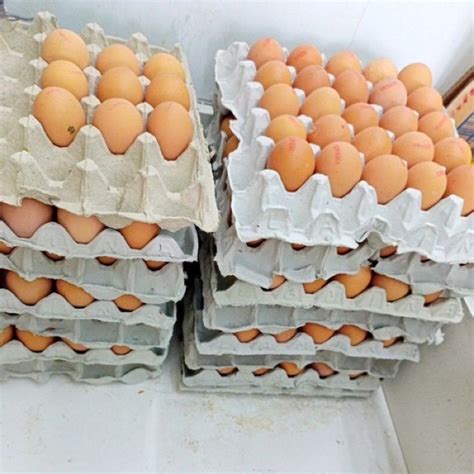 jual telur omega telur omega  tray shopee indonesia