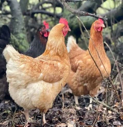 isa brown eggs height size  raising tips isa brown chickens