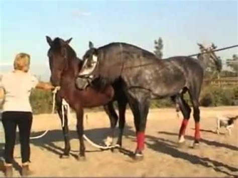 Girl helps the horse mating - YouTube
