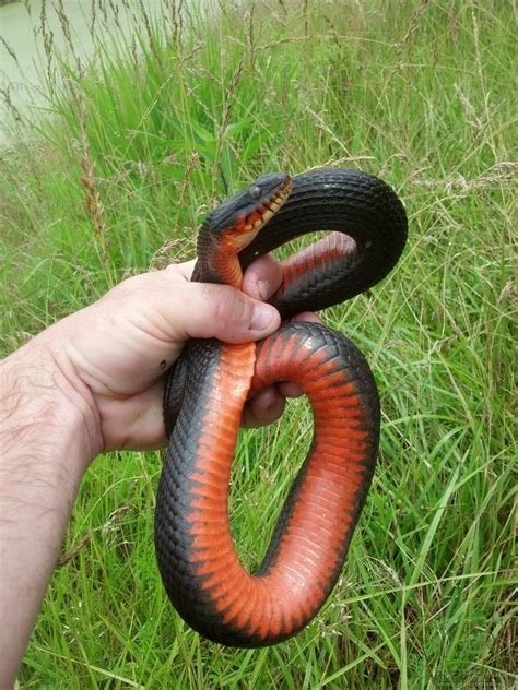 Copper-bellied Watersnake (Nerodia erythrogaster neglecta) - Psychotic