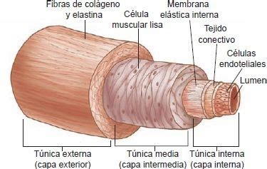 01. Estructura y función del vaso sanguíneo | Enfermería