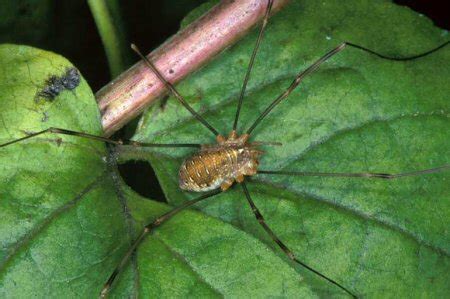 Opiliones