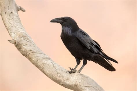 common raven fwsgov
