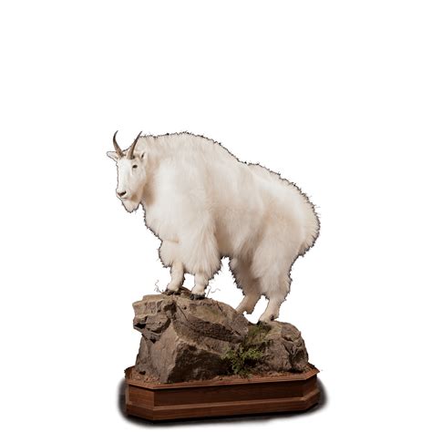 mountain goat dinar guru 7