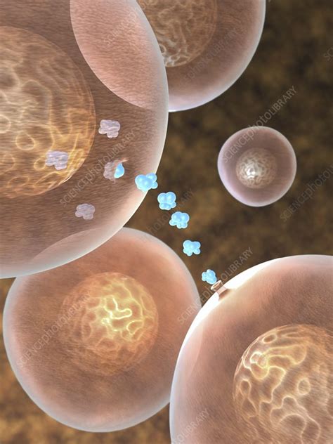 Cell Signaling