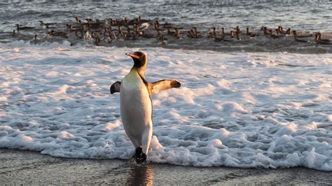 Follow North : King Penguins of South Georgia Island