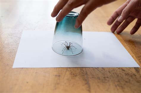 entomophobia gejala penyebab pencegahan pengobatan
