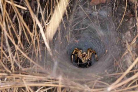 Fishing Spider Vs Wolf Spider: What's The Difference?