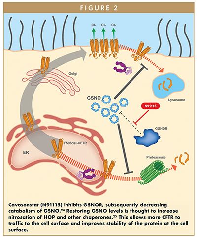 THERAPEUTIC FOCUS - GSNOR Inhibition to Stabilize & Improve Mutant CFTR ...