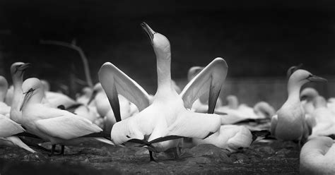 Bonaventure on Behance