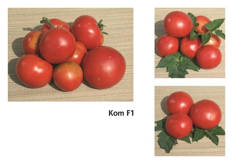 kom   seminte de rosii bulgaresti profesionale geosem