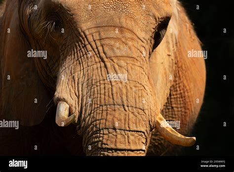 african bush  savanna elephant stock photo alamy