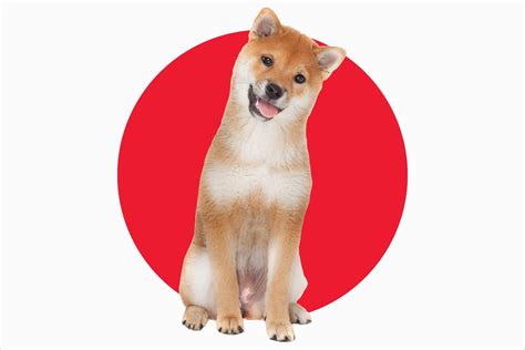guide   japanese dog breeds trusted