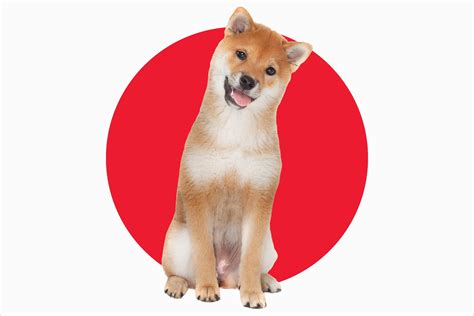 A Guide to 8 Japanese Dog Breeds | Trusted Since 1922