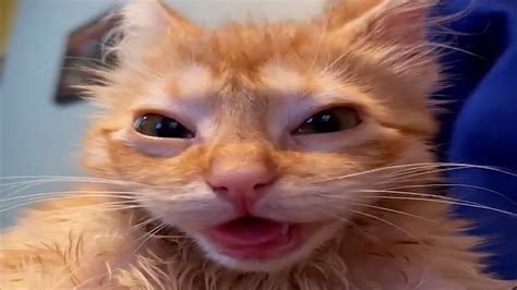 funny cats memes compilation  youtube